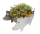 Pflanzschwein